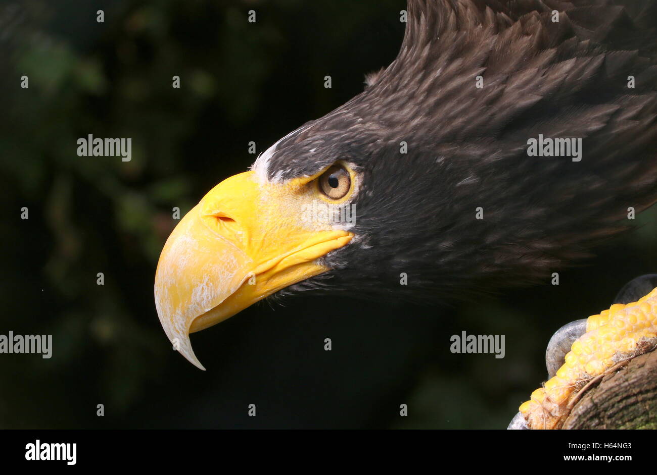 L'Asie de l'homme avec l'aigle de mer de Steller (Haliaeetus pelagicus), la tête et les serres Banque D'Images