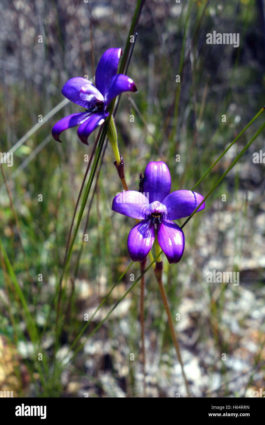 L'émail violet orchidées (Elythranthera brunonis) dans la brousse près de Perth, Perth Hills, Australie occidentale Banque D'Images