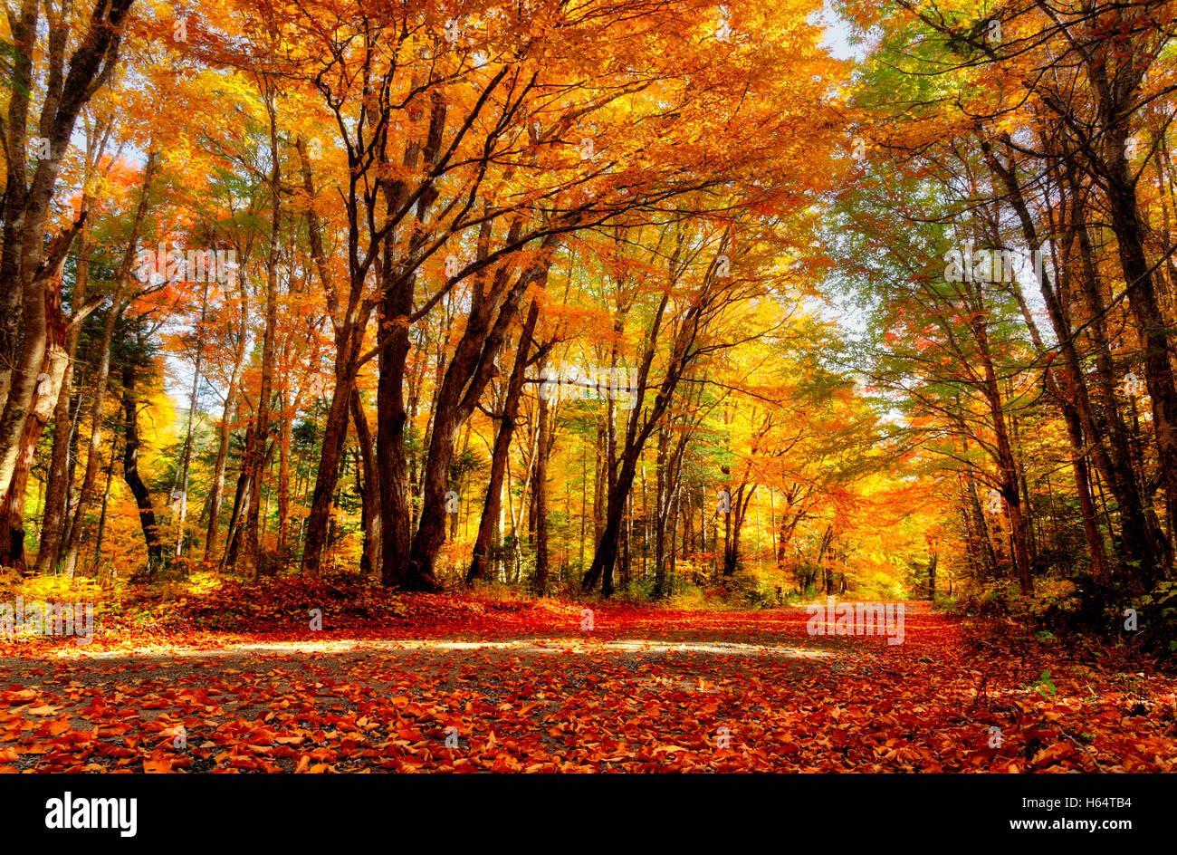 Une route de campagne à l'automne au Québec Banque D'Images