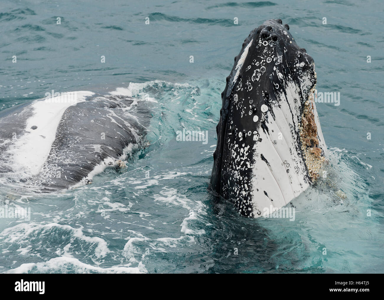 Les baleines à bosse à Hervey Bay, Queensland, Australie.haut lieu pour l'observation des baleines, destination de vacances près de Fraser Island . Banque D'Images