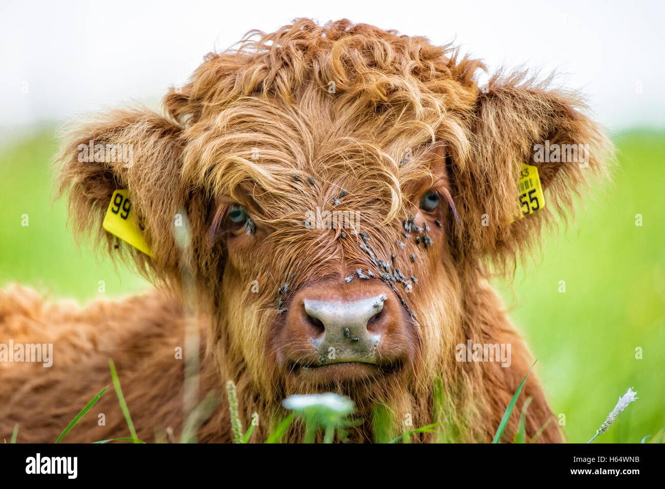 Close up of highland cow calf lying in grass Banque D'Images