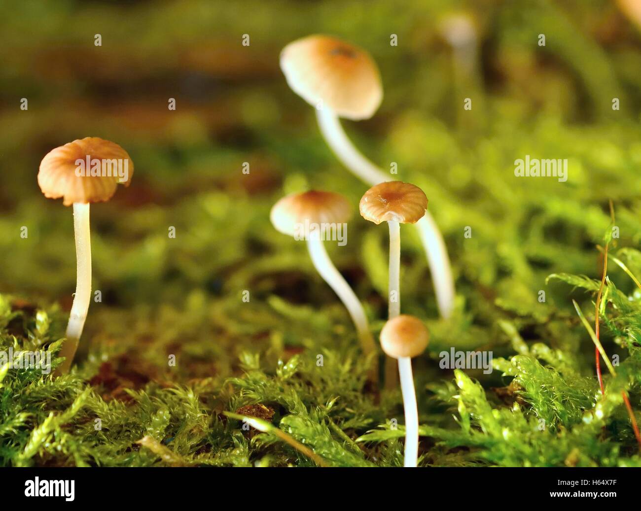 Plan Macro sur les petits champignons miniature en mousse. Banque D'Images