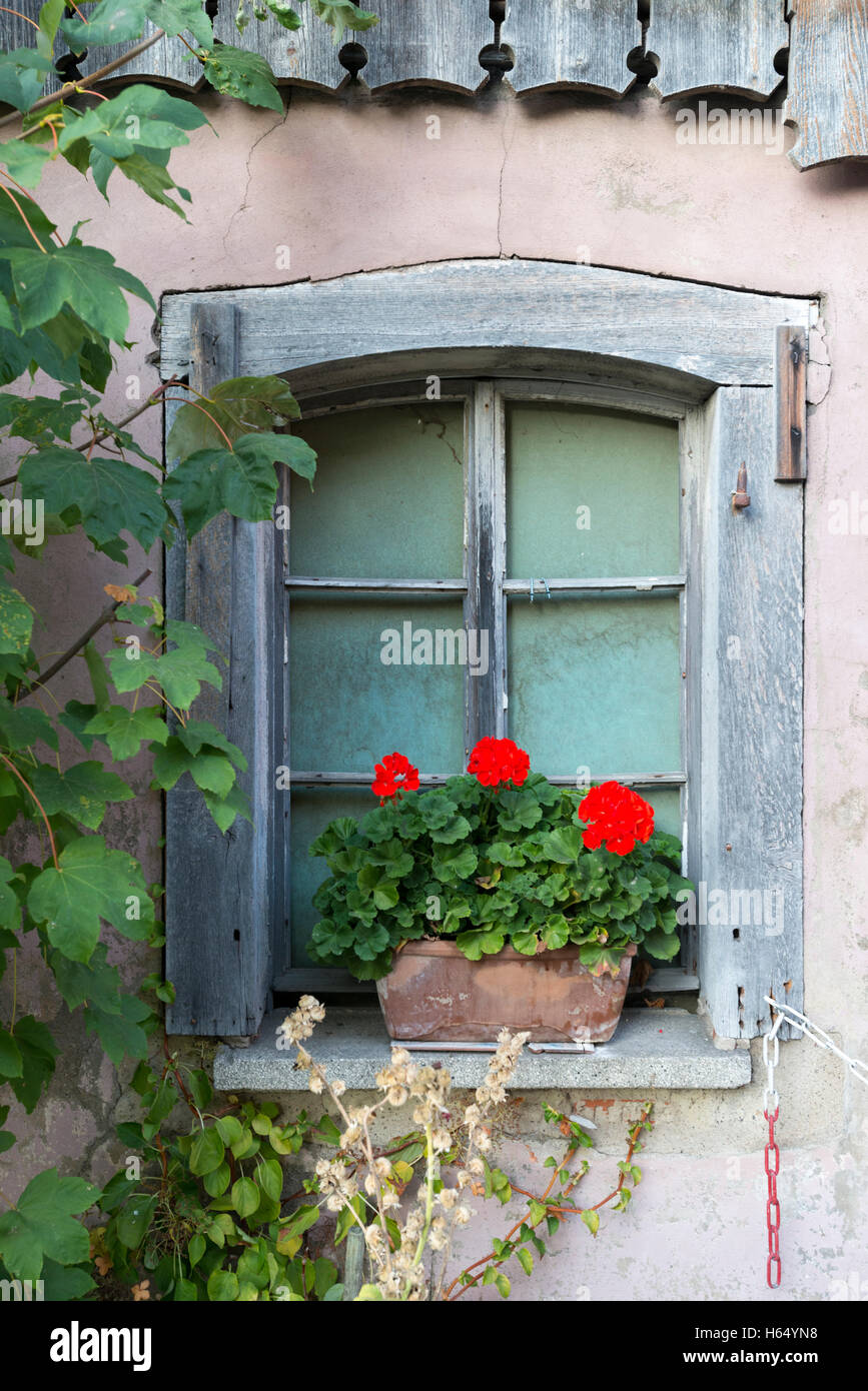 Pot de fleur avec Begonia dans une fenêtre d'une ancienne grange, still life, Reichenau, Bade-Wurtemberg, Allemagne Banque D'Images