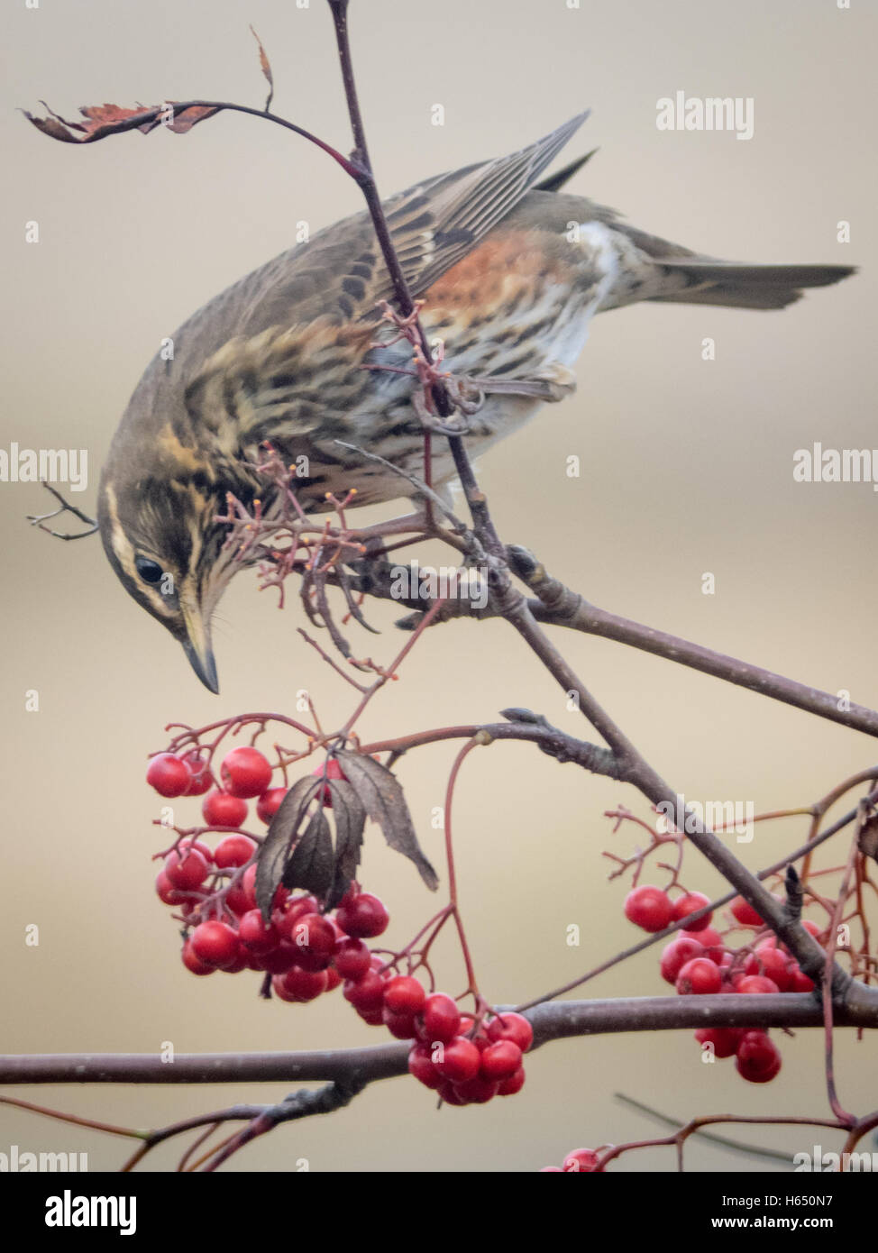 Redwing festoyant sur les baies en automne. Banque D'Images