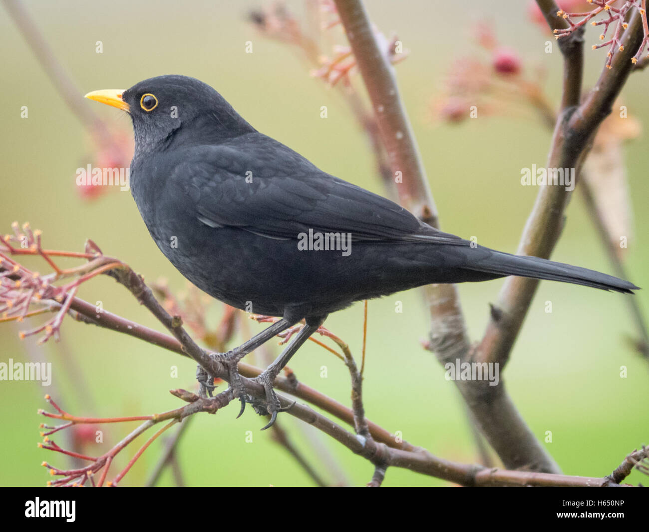 Blackbird en automne. Banque D'Images