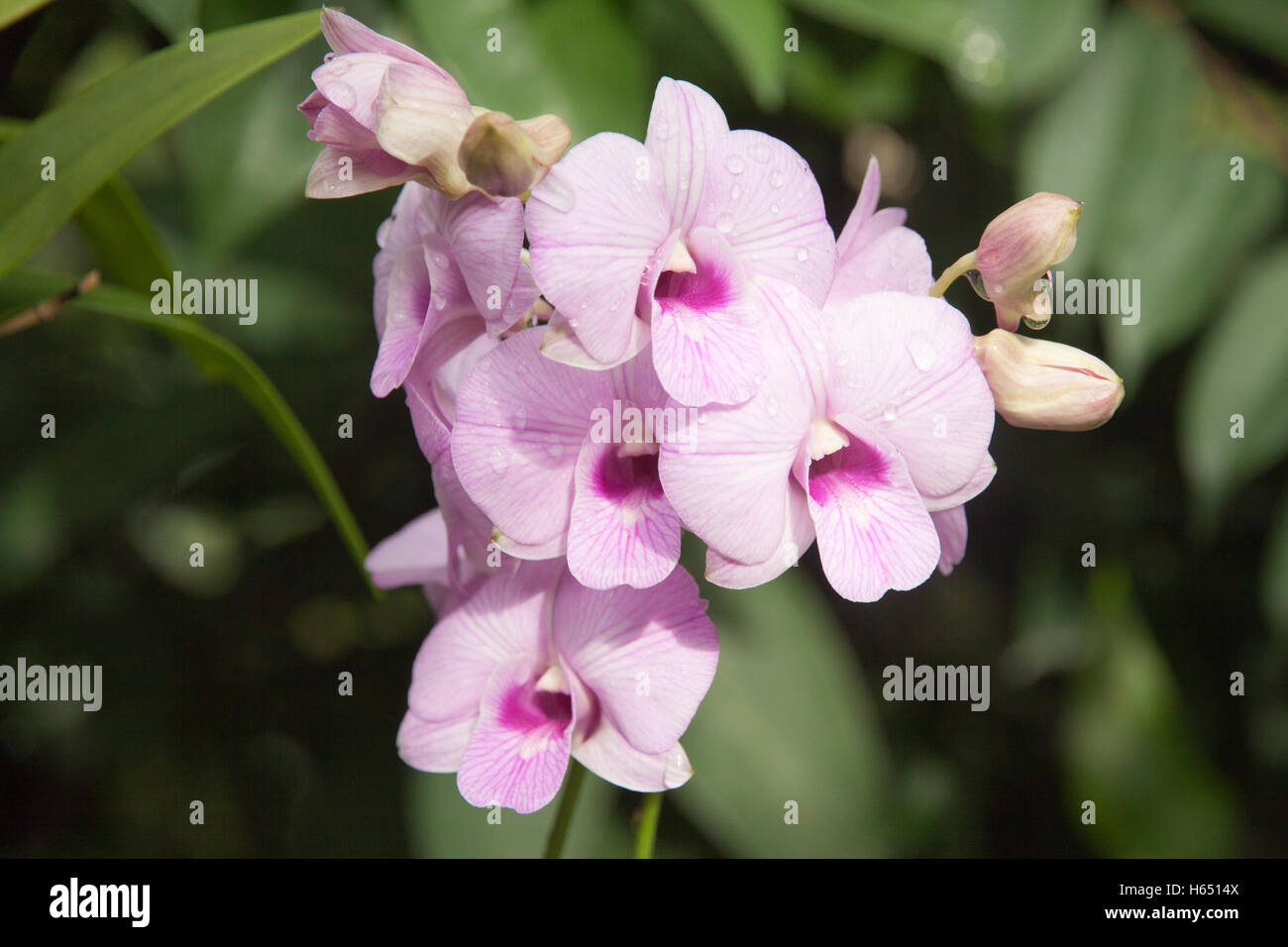 Tige orchidée sauvage et de fleurs dans la nature, la Thaïlande Banque D'Images