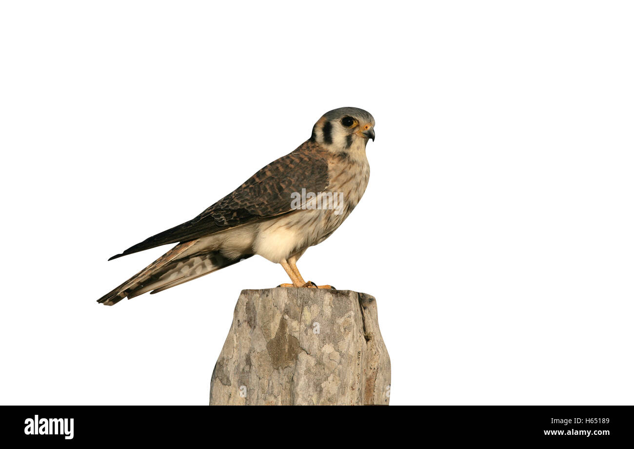 Crécerelle d'Amérique, Falco sparverius, sur l'après au Brésil Banque D'Images