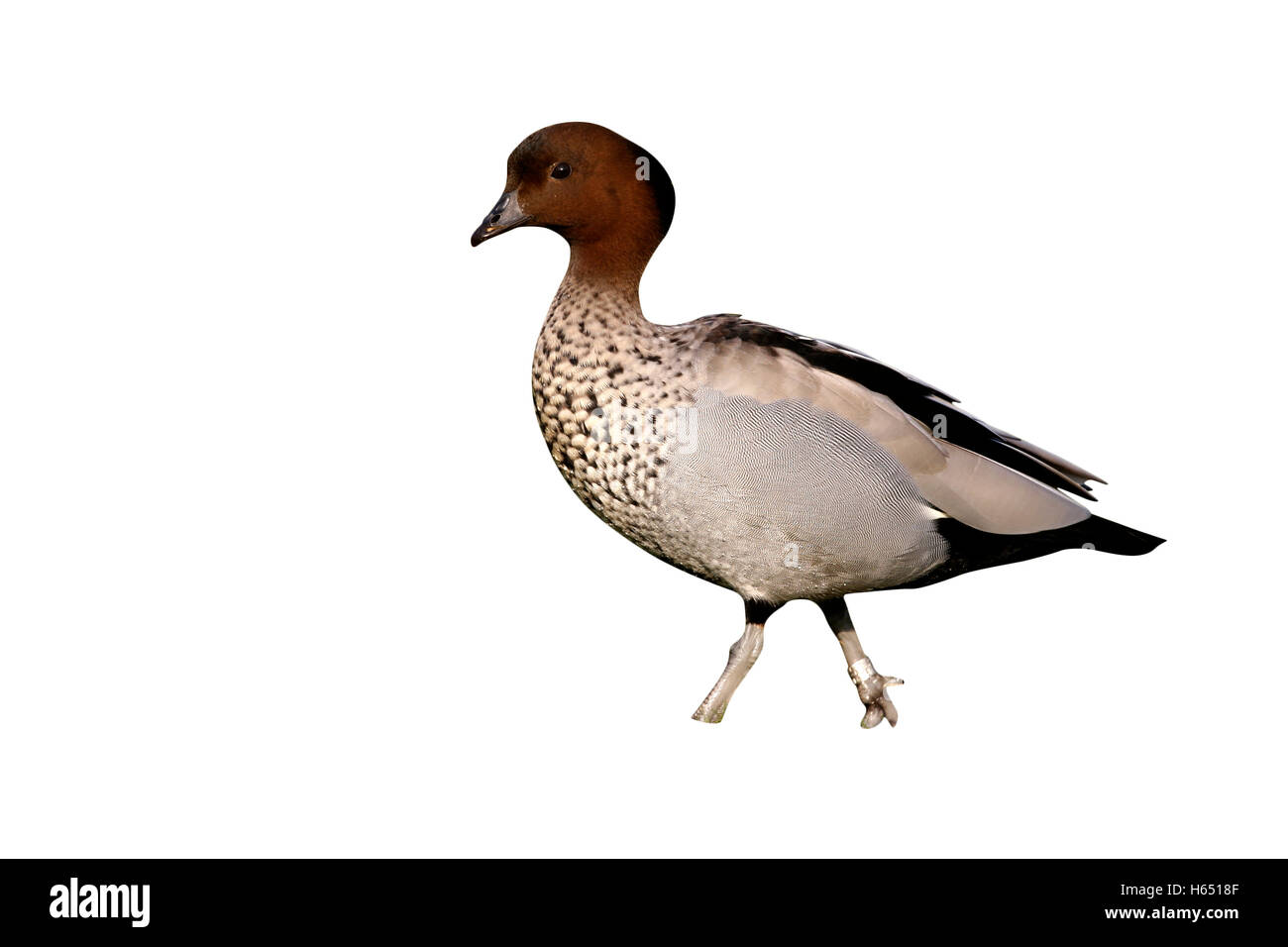 Canard en bois australien ou d'oie, d'une crinière Chenonetta jubata, homme, originaire de l'Australie Banque D'Images