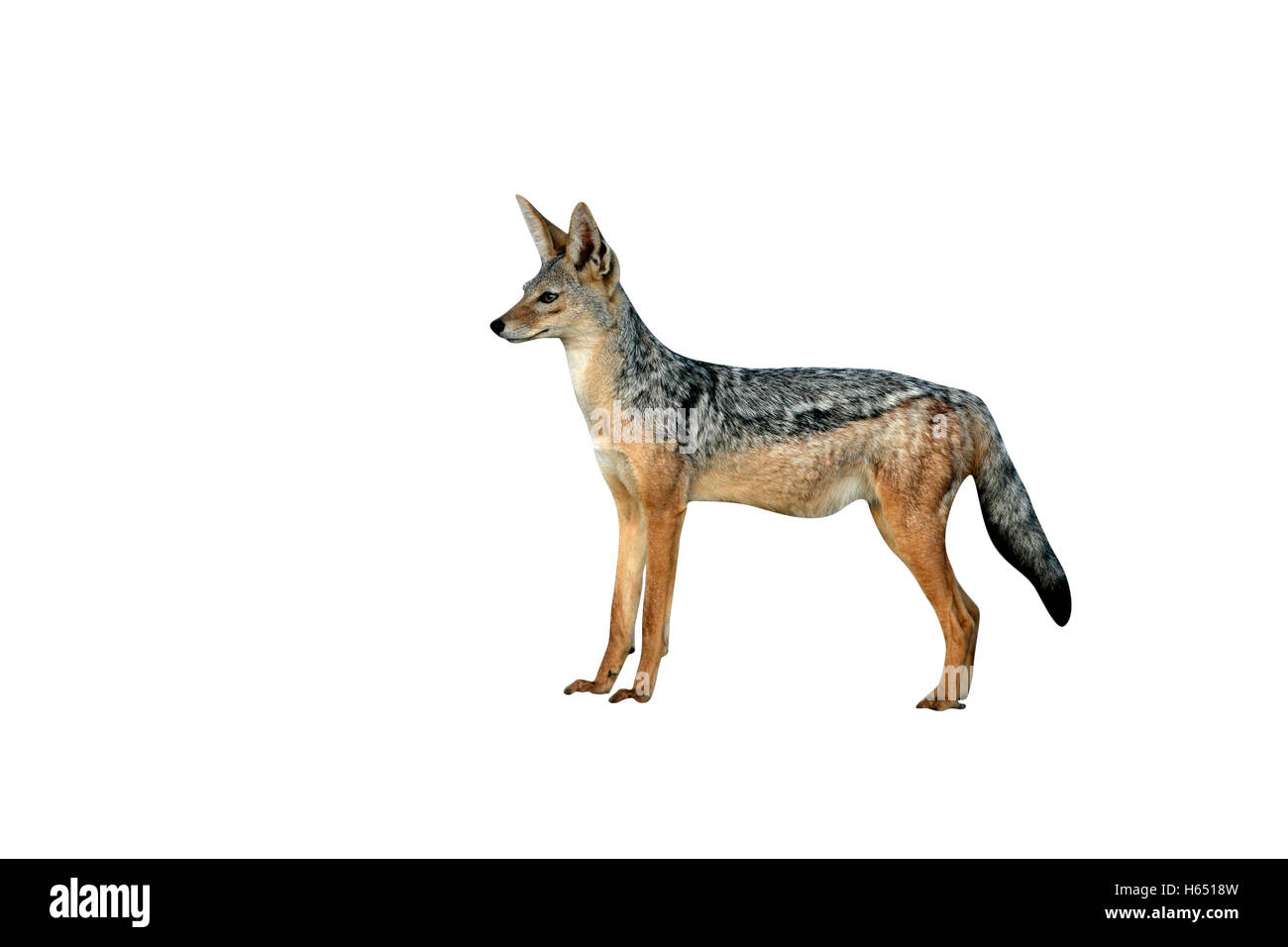 Le chacal à dos noir, Canis mesomelas, seul mammifère de marbre, Tanzanie Banque D'Images