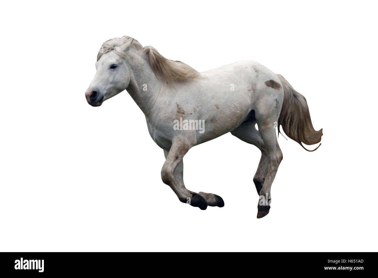 Camargue cheval blanc, d'exécution, Camargue, France Banque D'Images