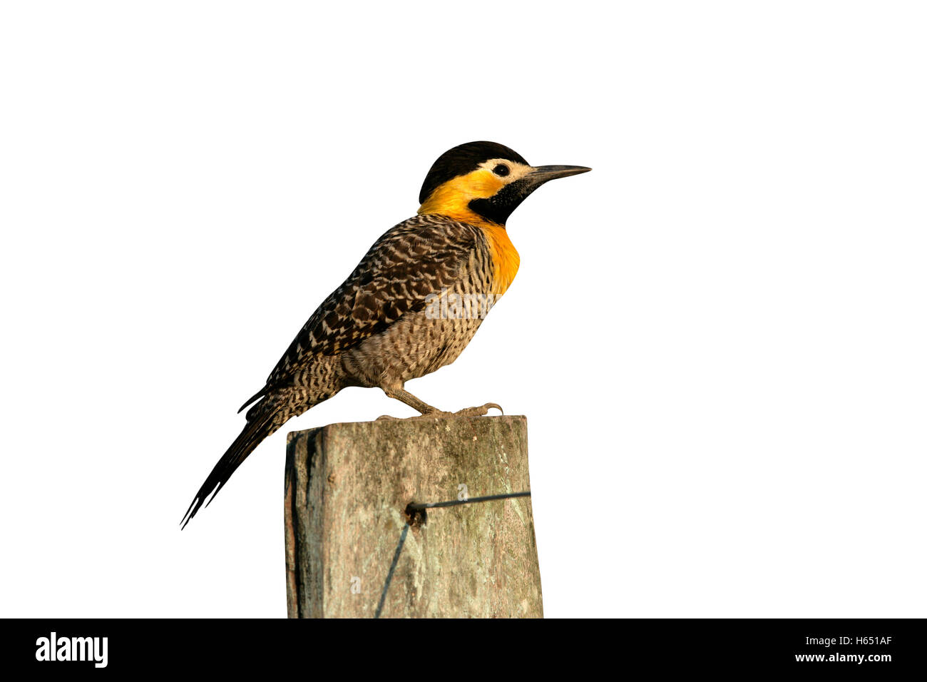 Flicker Colaptes campestris, Campo, seul oiseau sur post, Brésil Banque D'Images