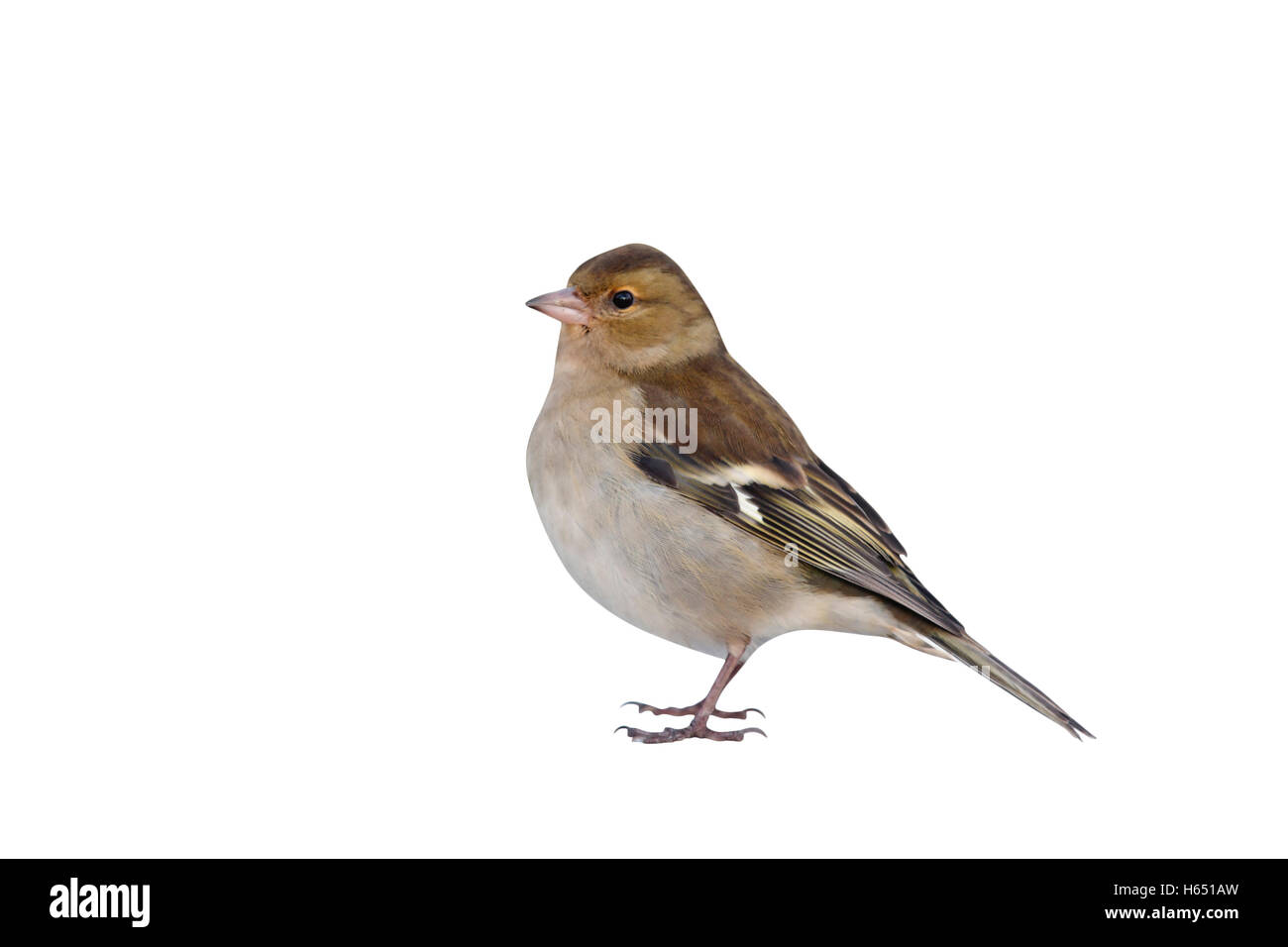 Chaffinch, Fringilla coelebs, seule femme debout sur la neige, Dumfries, Ecosse, hiver 2009 Banque D'Images