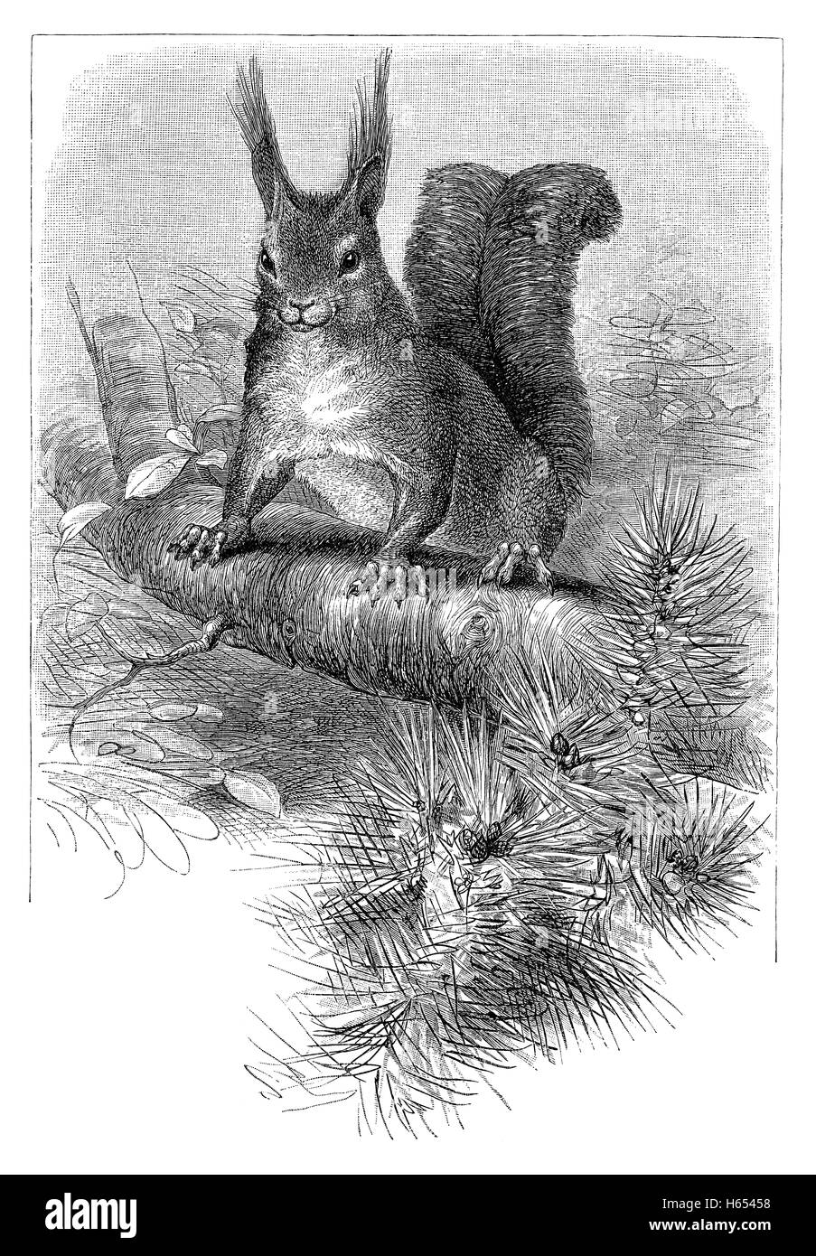 1883 gravure d'un écureuil roux (Sciurus vulgaris) Banque D'Images