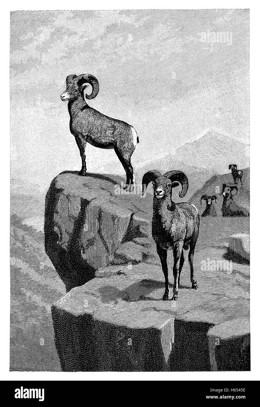 1891 gravure noir et blanc de bighorn (Ovis canadensis) Banque D'Images
