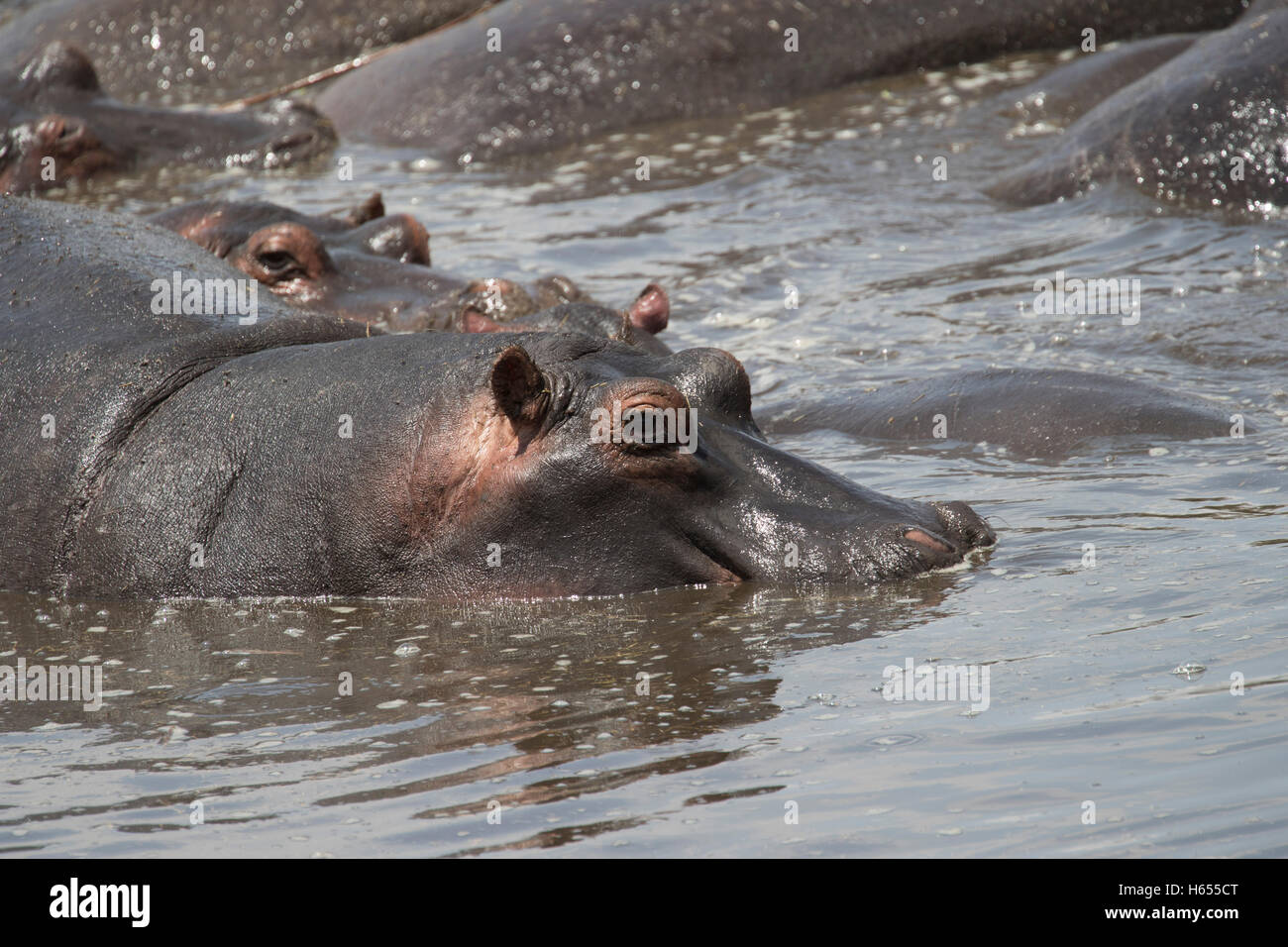 Un troupeau d'hippopotames dans une piscine dans le cratère du Ngorongoro en Tanzanie Banque D'Images