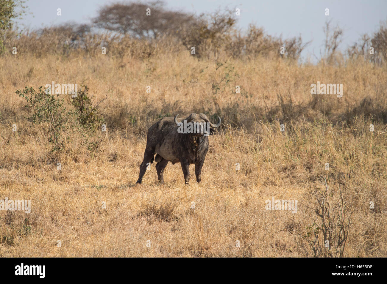 Buffle africain dans Parc national de Tarangire Tanzanie Banque D'Images