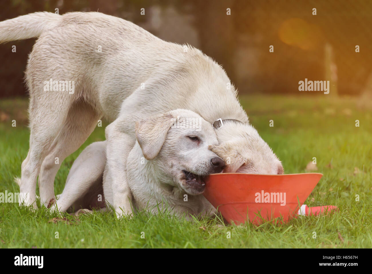 Deux mignon chiots labrador retriever câliner et jouer ensemble dans l'école Banque D'Images