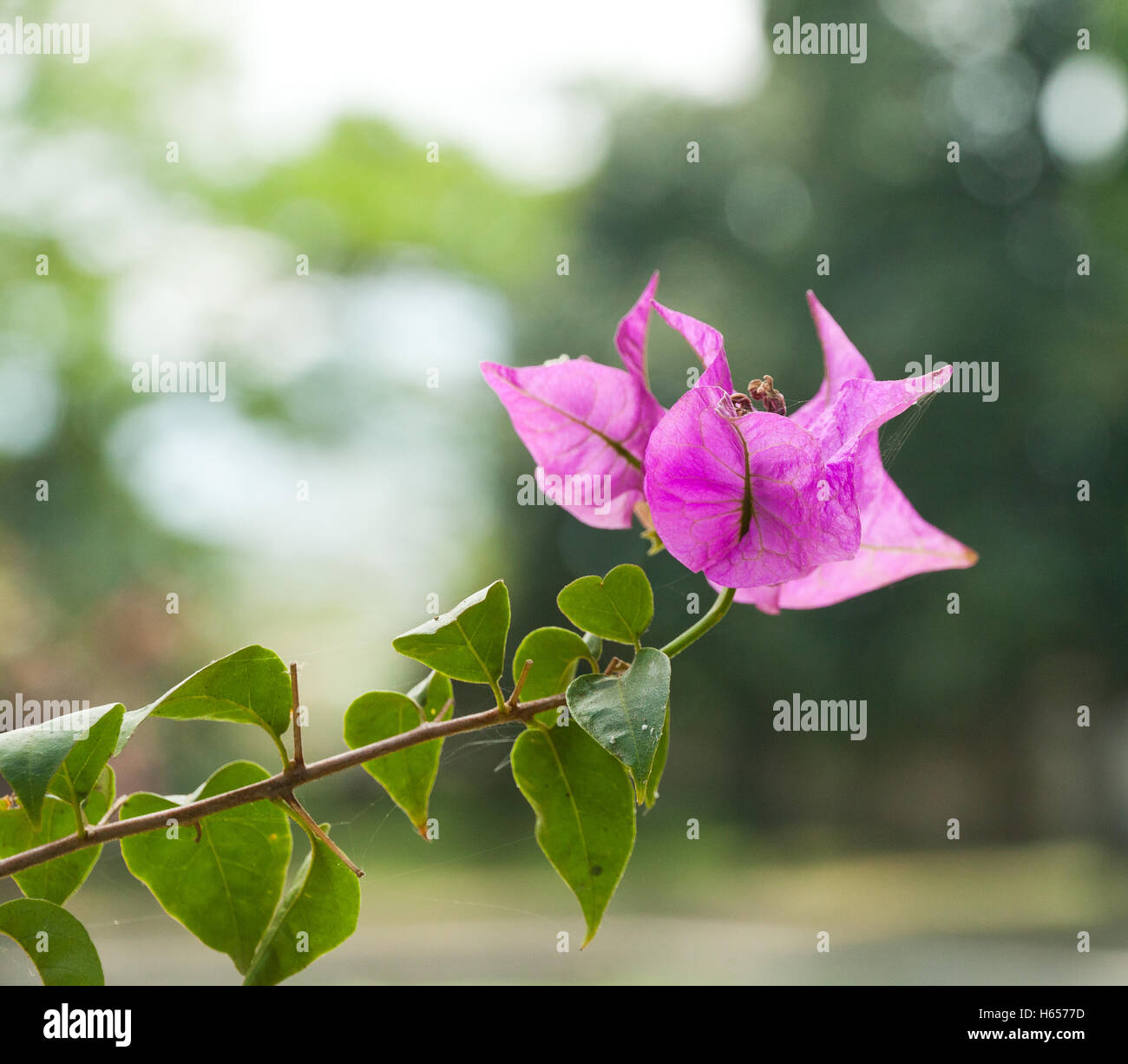 L'été de fleurs au Vietnam Banque D'Images