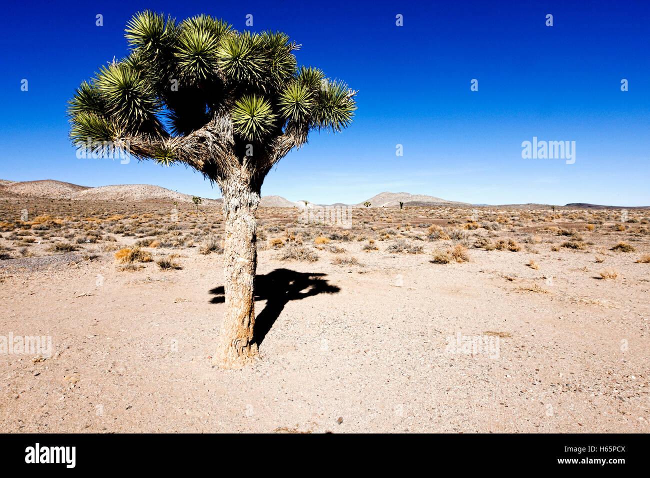 Joshua tree dans la vallée de la mort, Nevada Banque D'Images