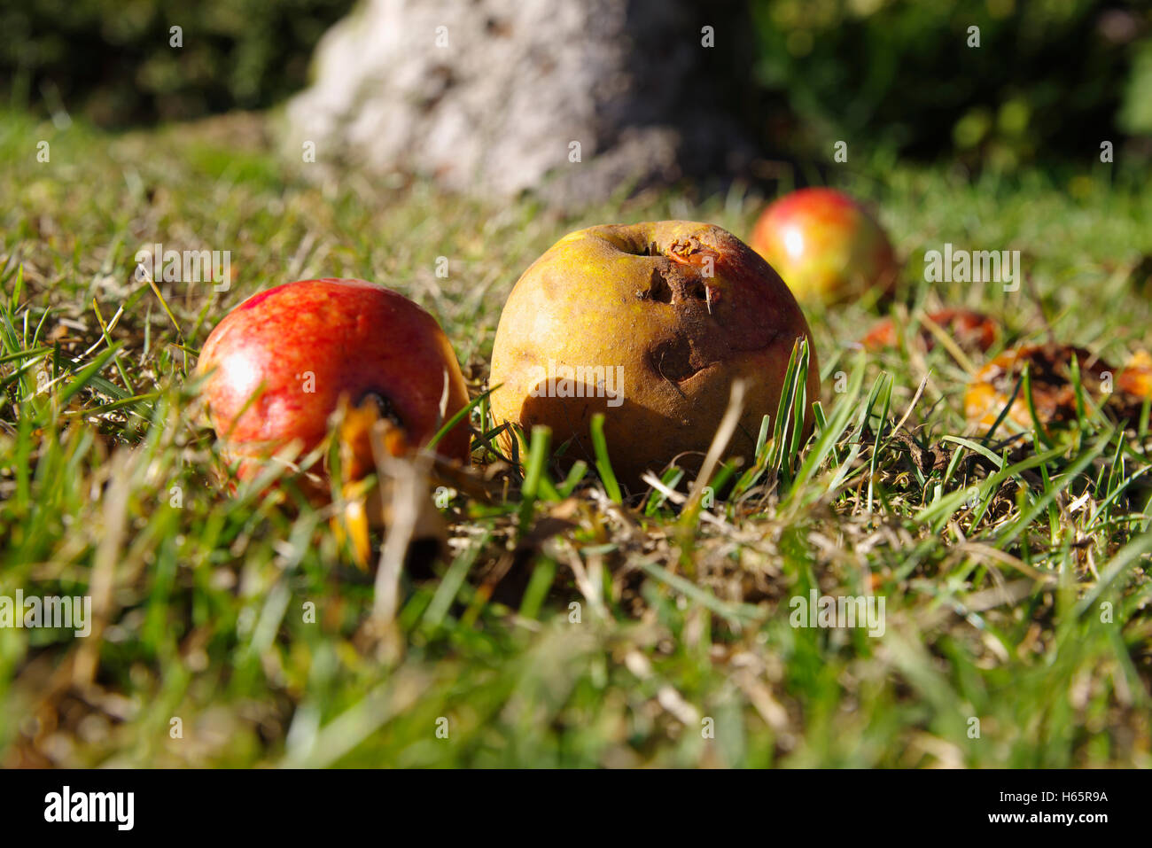 Les pommes tombées en pourriture sur le sol Banque D'Images