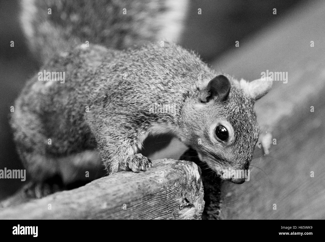 Belle image en noir et blanc avec un mignon drôle d'écureuil curieux Banque D'Images