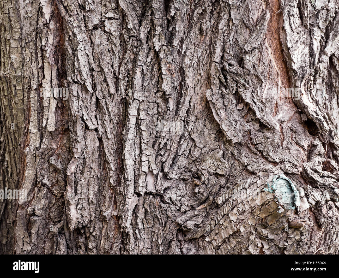 Un vieil arbre écorce background Banque D'Images