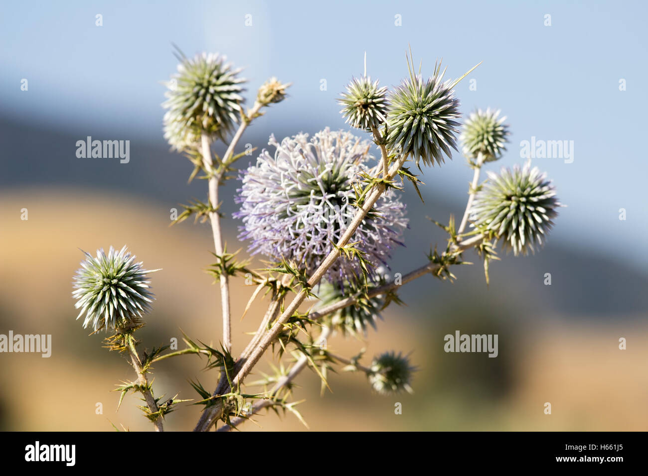 Chypre avec des fleurs sauvages de plantes piquantes, faible profondeur de champ Banque D'Images