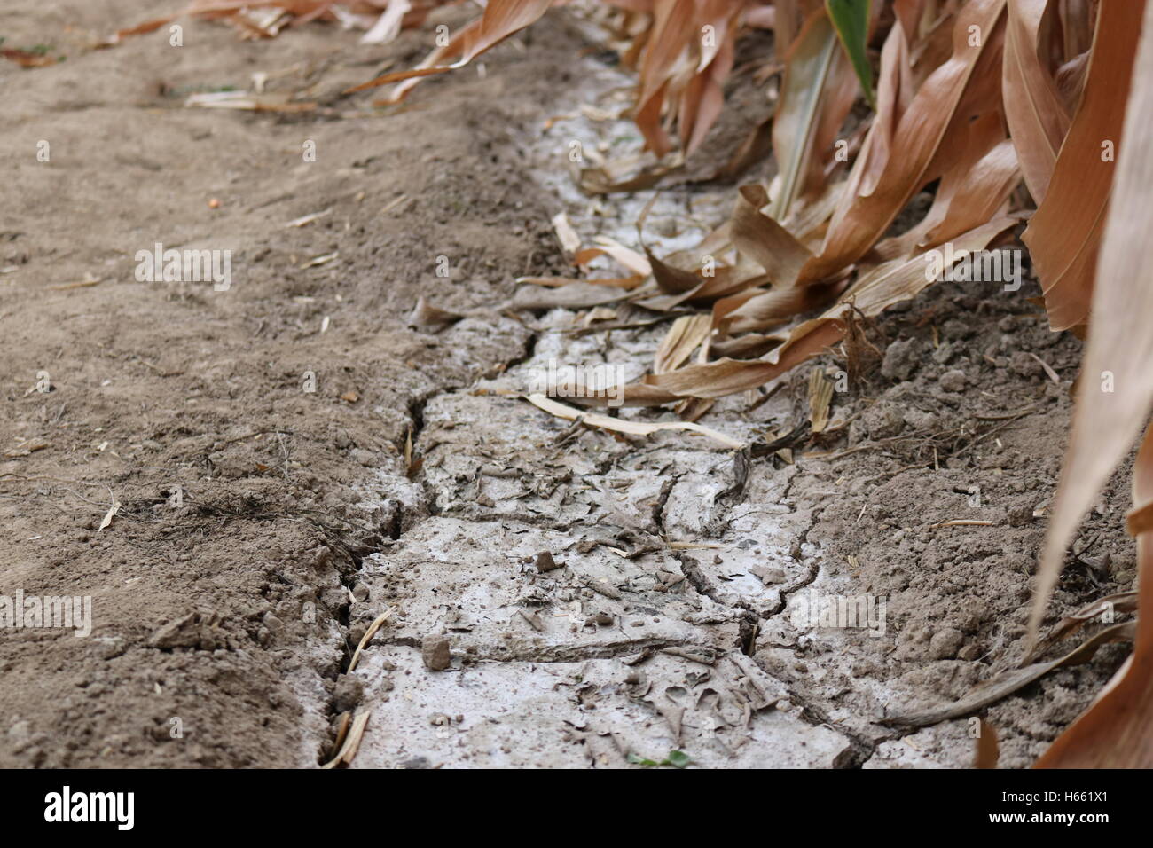 Voie d'irrigation à sec dans un champ de maïs de la récolte tardive. Banque D'Images