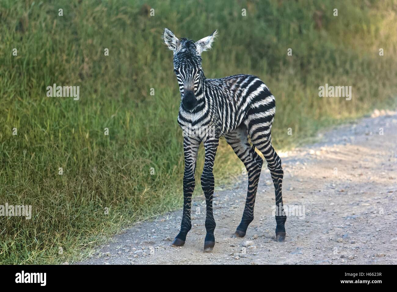 Bebe Zebre Banque D Image Et Photos Alamy