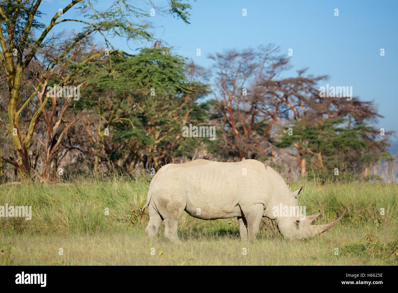 Une espèce en voie d'white rhino vue sur safari dans le lac Nakuru, Kenya Banque D'Images