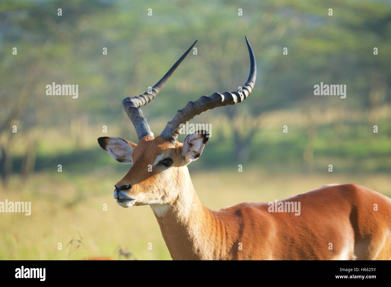 Affichage d'impala sauvage à un safari dans le parc national du lac Nakuru, au Kenya. Banque D'Images