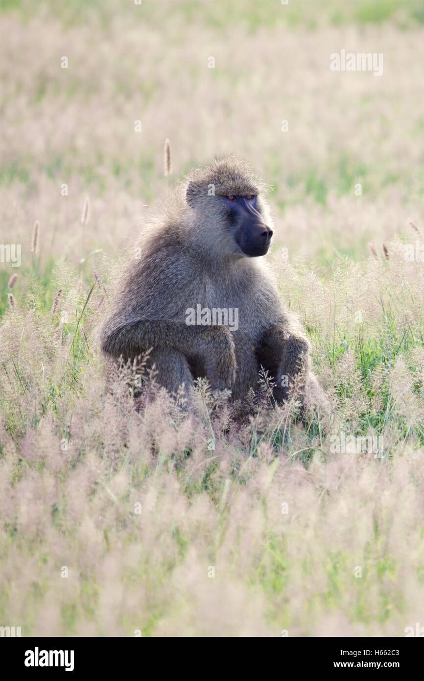 Babouin jaune sauvage sur safari dans le Parc national Amboseli, au Kenya. Banque D'Images