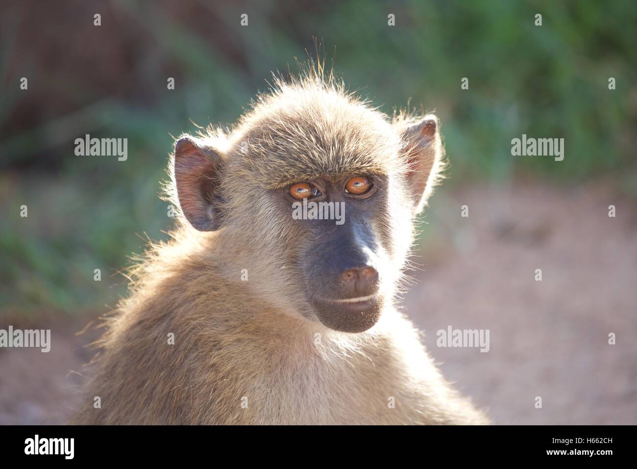 Babouin jaune souriant à l'appareil photo en safari dans le Parc national Amboseli, au Kenya. Banque D'Images