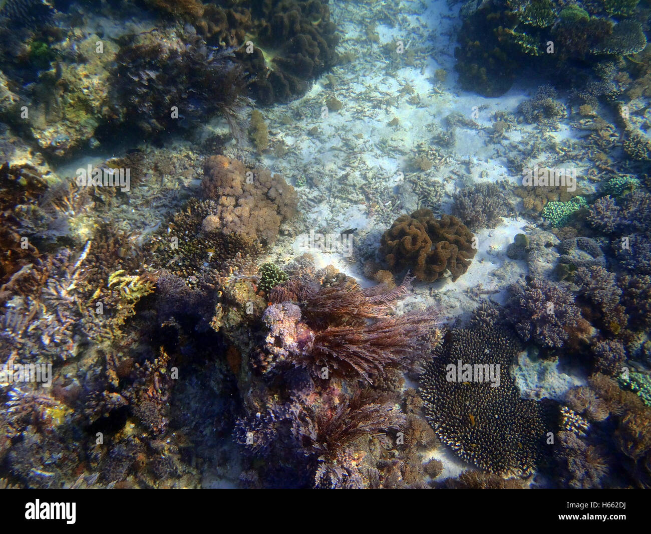 Belle et magnifique monde sous-marin avec les coraux et poissons tropicaux Banque D'Images