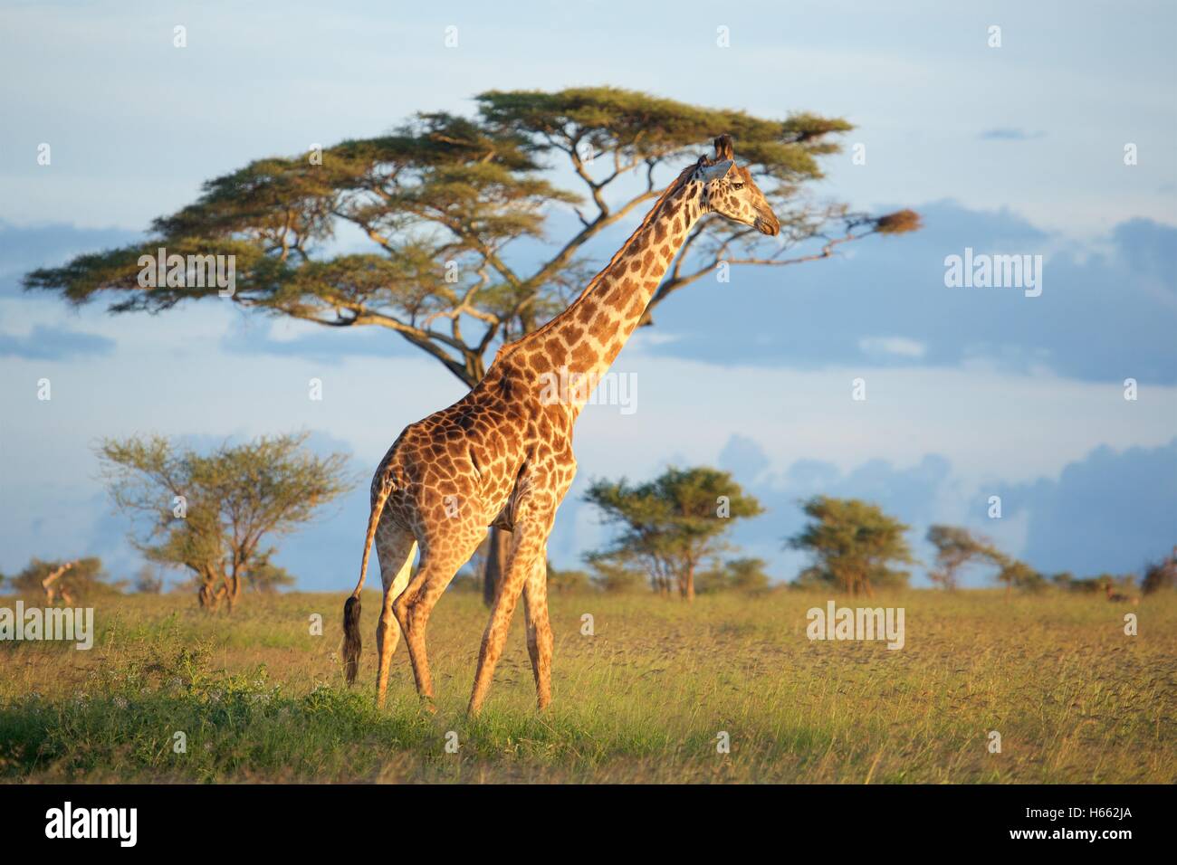 Affichage d'état sauvage girafe en safari dans le Parc National du Serengeti, Tanzanie. Banque D'Images