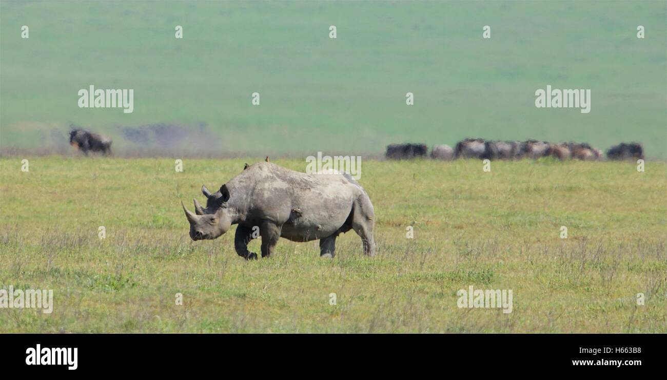 Le rhinocéros noir en voie de disparition vu sur safari dans le cratère du Ngorongoro, en Tanzanie. Banque D'Images