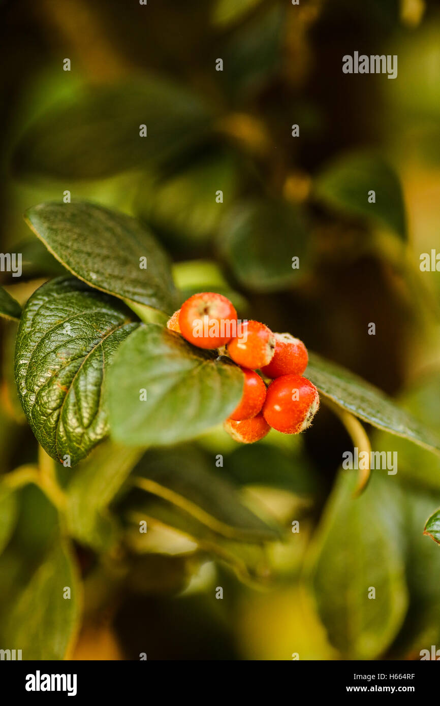 Fruits Rouge Orange d'arbuste grimpant est une bonne nourriture pour oiseaux sauvages Banque D'Images