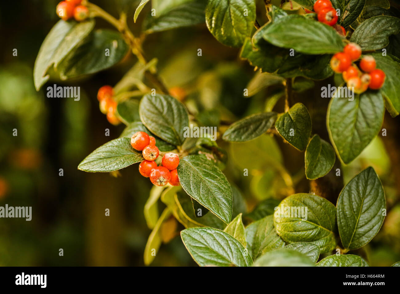 Fruits Rouge Orange d'arbuste grimpant est une bonne nourriture pour oiseaux sauvages Banque D'Images