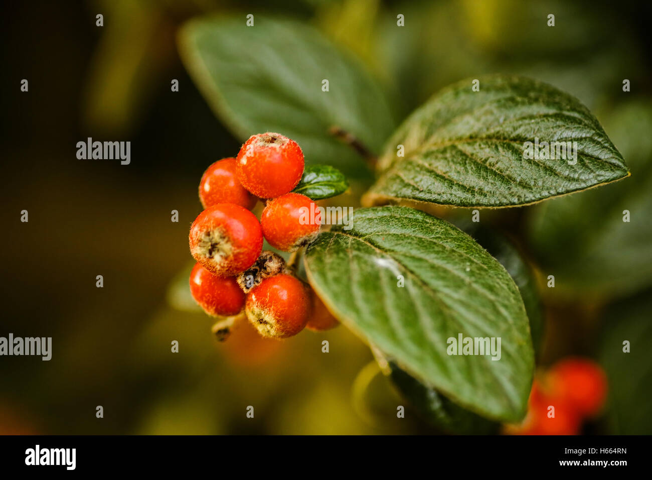 Fruits Rouge Orange d'arbuste grimpant est une bonne nourriture pour oiseaux sauvages Banque D'Images