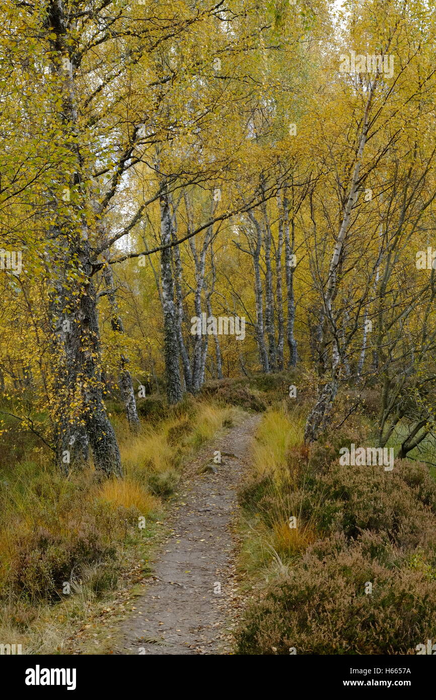 Couleurs d'automne automne de bouleaux à Aviemore, Écosse Banque D'Images