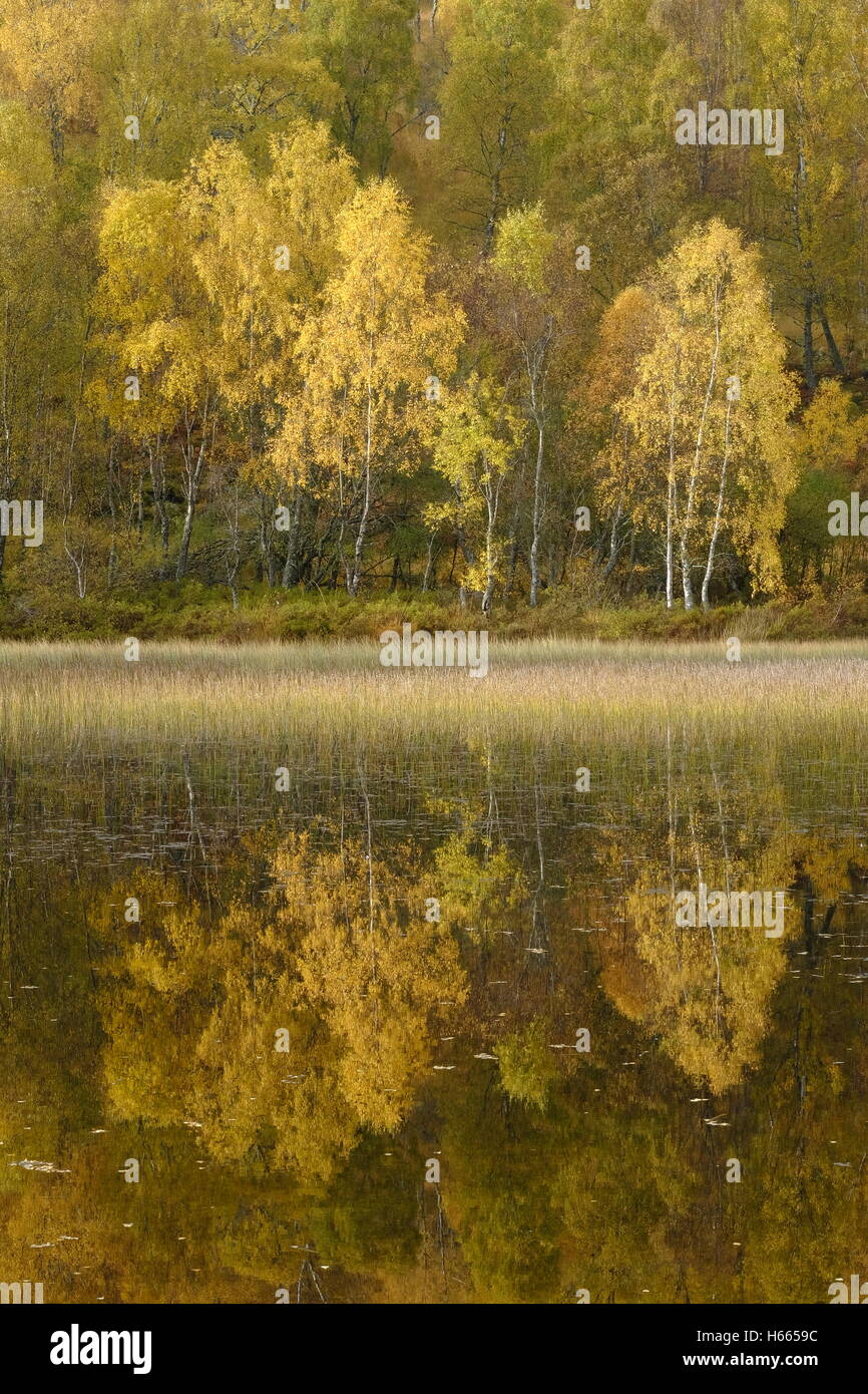 Couleurs d'automne automne de bouleaux à Aviemore, Écosse Banque D'Images