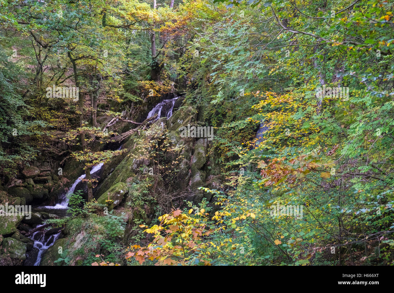 Ghyll Stock vigueur cascade, près de Ambleside, Parc National de Lake District, Cumbria UK Banque D'Images