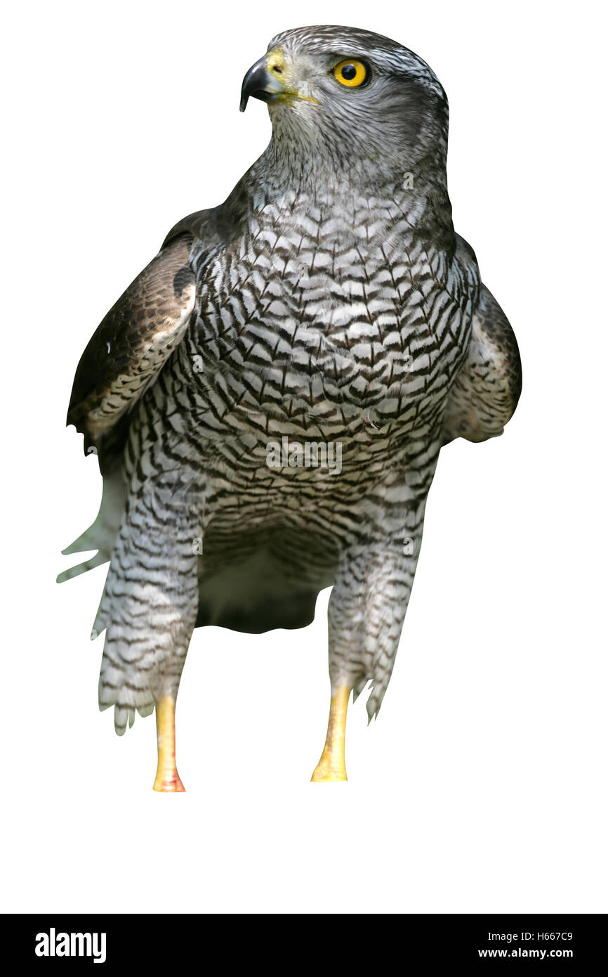 Autour des palombes, Accipiter gentilis,seul oiseau à l'eau, Hongrie Banque D'Images