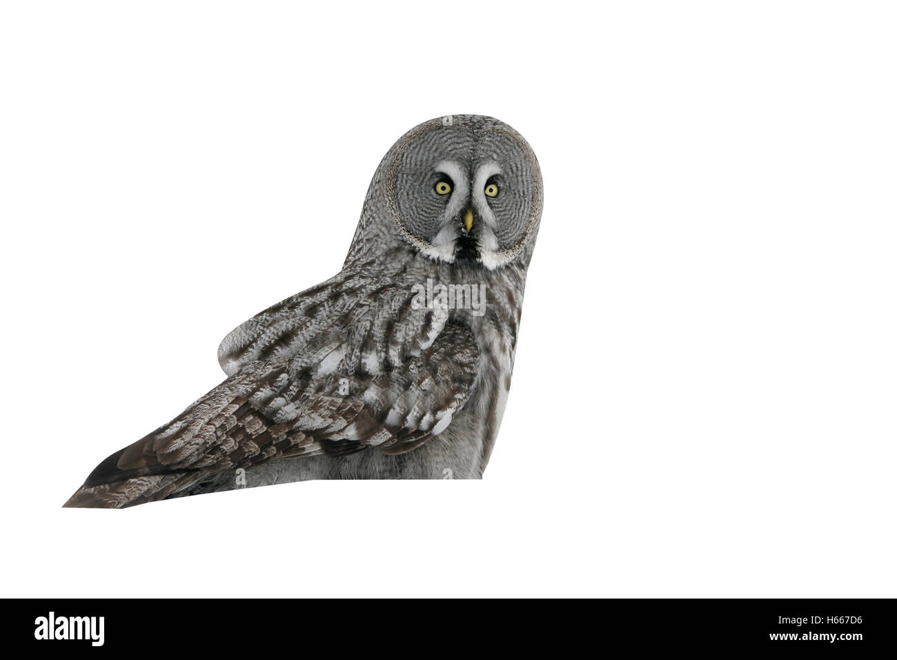 Grand-gris, l'Owl Strix nebulosa,,,seul oiseau sur la neige, la Finlande Banque D'Images
