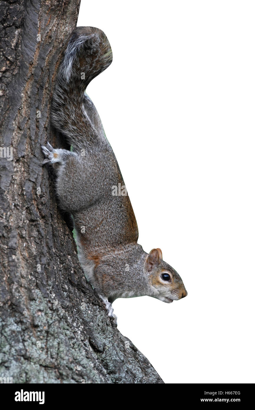 L'écureuil gris Sciurus carolinensis, seul animal, l'escalade d'un arbre, Londres, mars 2010 Banque D'Images