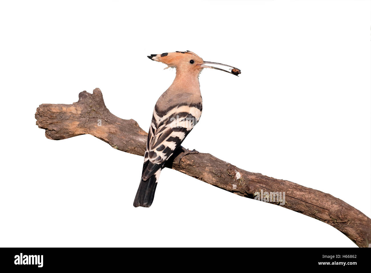 Huppe fasciée, Upupa epops, seul oiseau sur branche, Hongrie, Mai 2016 Banque D'Images