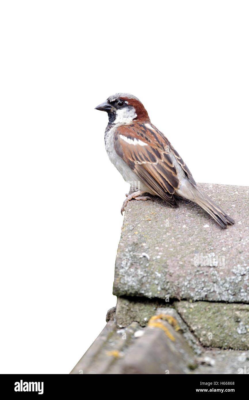 Moineau domestique Passer domesticus. homme célibataire sur toit de tuiles, Staffordshire, Août 2012 Banque D'Images