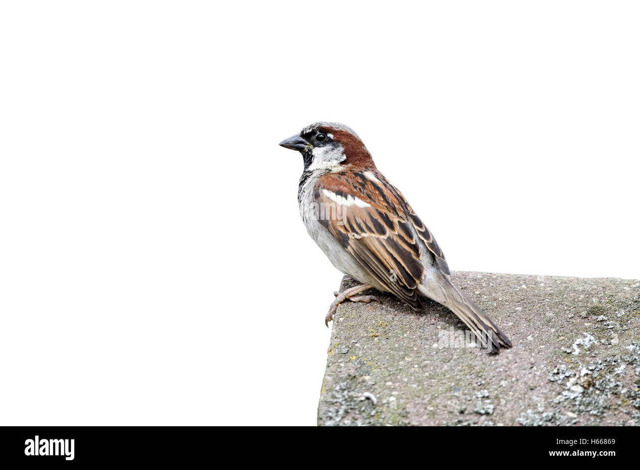 Moineau domestique Passer domesticus. homme célibataire sur toit de tuiles, Staffordshire, Août 2012 Banque D'Images