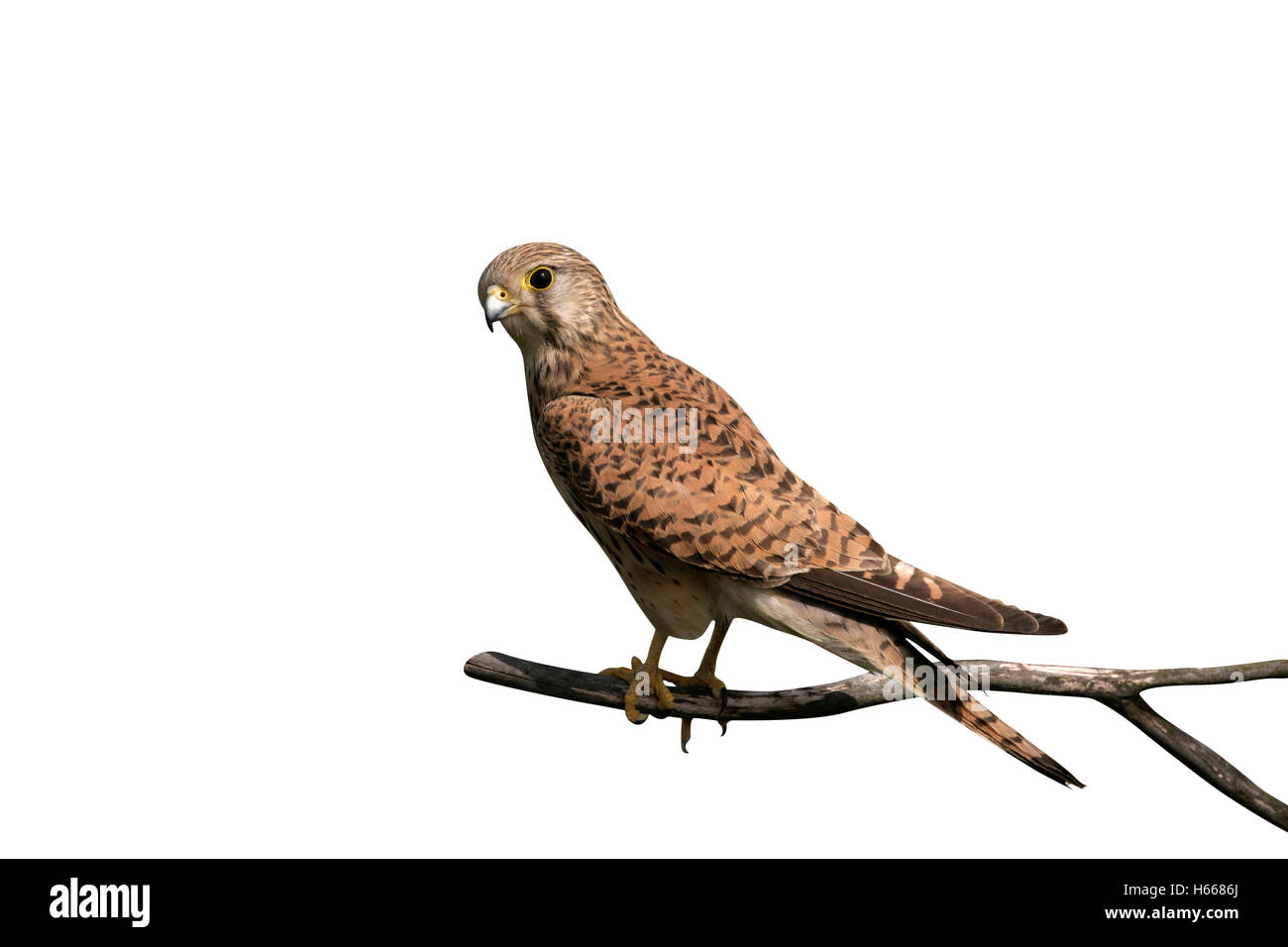 Faucon crécerelle, Falco tinnunculus, seule femelle sur branch, Hongrie Banque D'Images