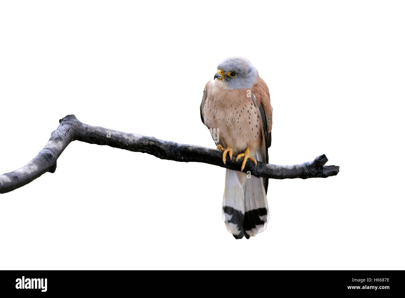 Faucon crécerellette, Falco naumanni, homme célibataire sur branch, Espagne Banque D'Images